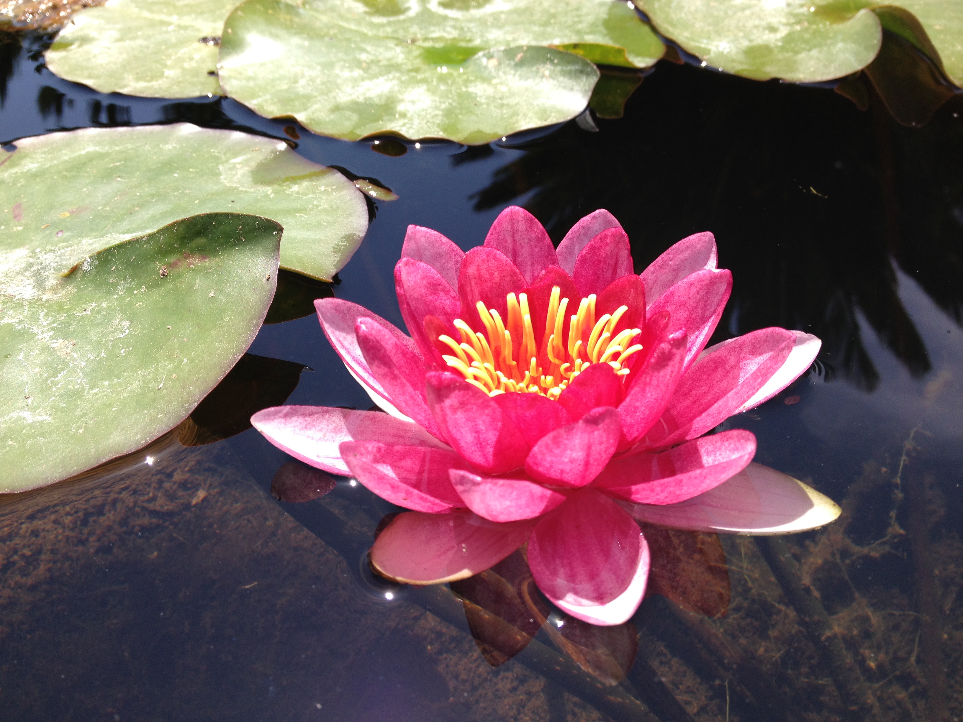 Van Ness Water Garden: Red Hardy Water Lilies