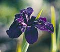 Water Iris Black Gamecock