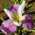 Water Iris Bridesmaid