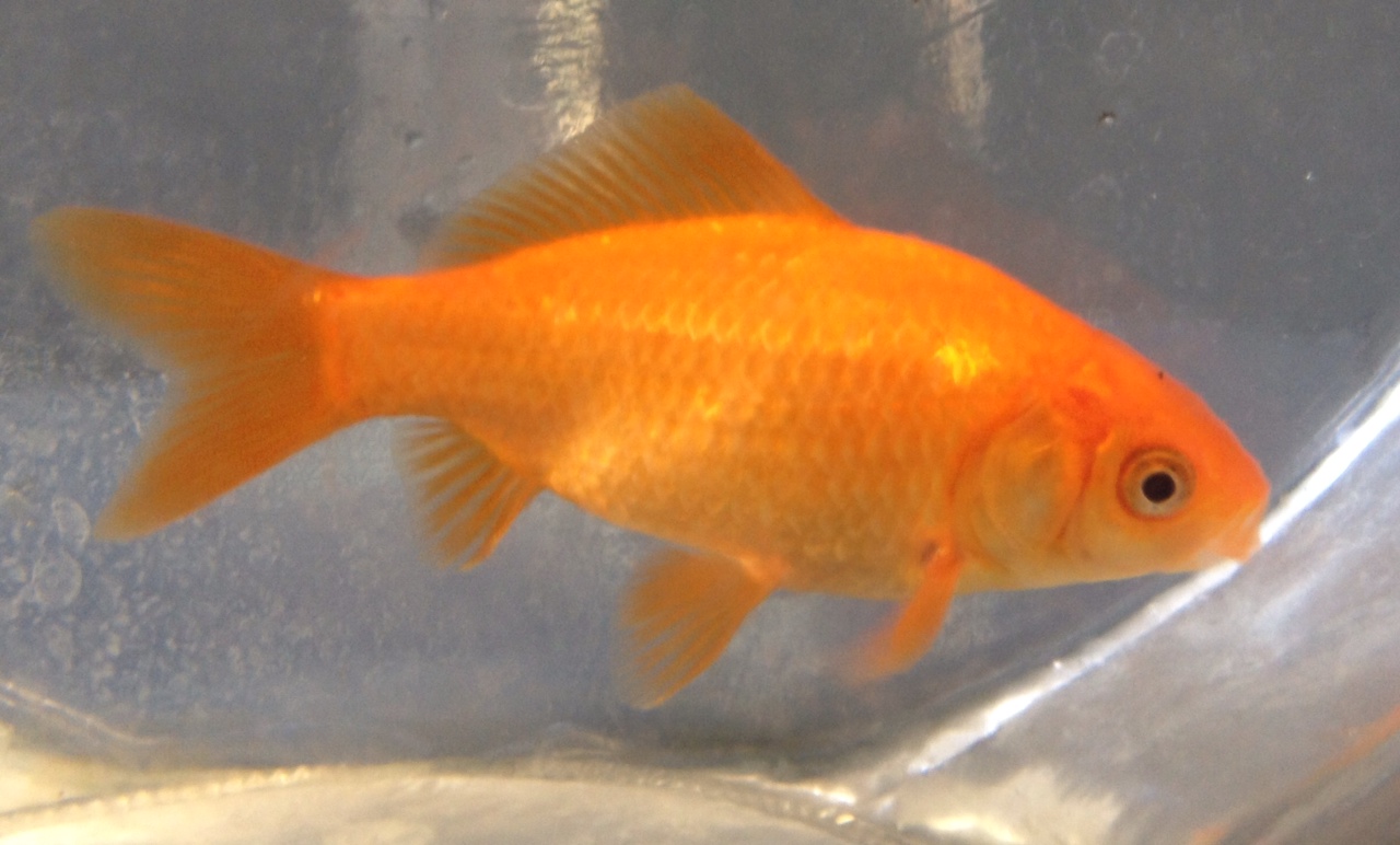 tezzenetor mtg goldfish standard
