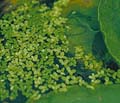 Duckweed